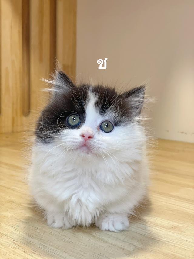 ลูกแมวมันช์กิ้นขาสั้น รูปที่ 6