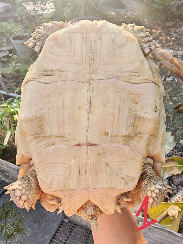 ยกเต่า 6'8' ปทุมธานี รูปที่ 2