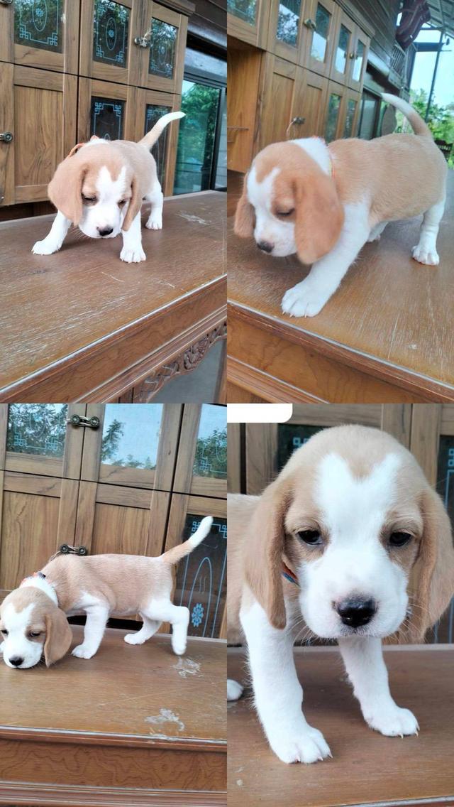 น้องหมาบีเกิ้ล​แท้​  4