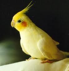 นกค็อกคาเทลสีเหลือง 2