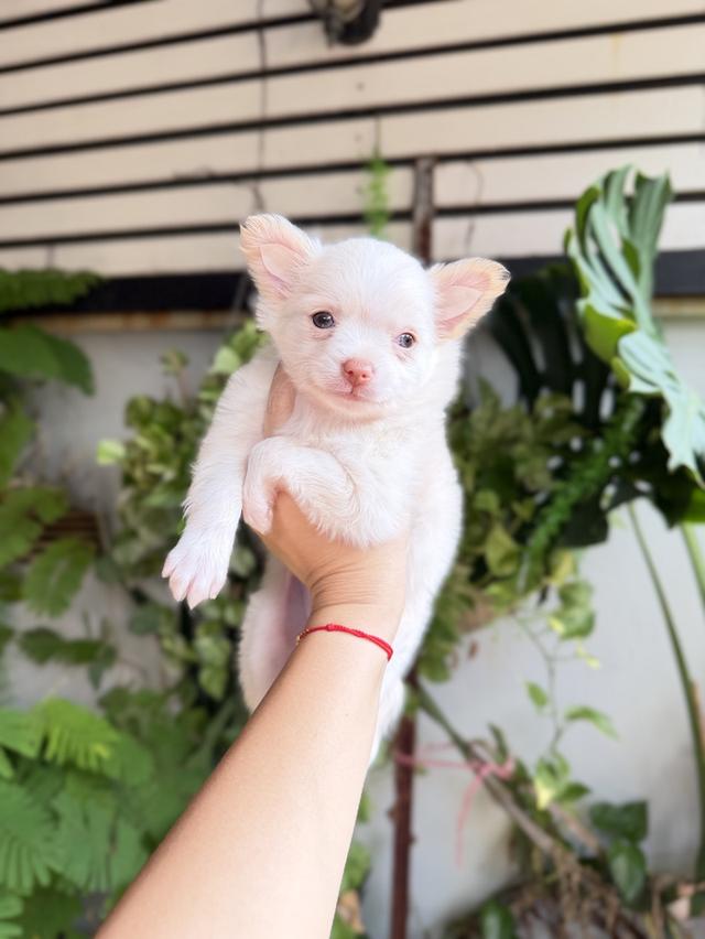 ชิวาวาแท้ เพศผู้ ขนยาว รูปที่ 2