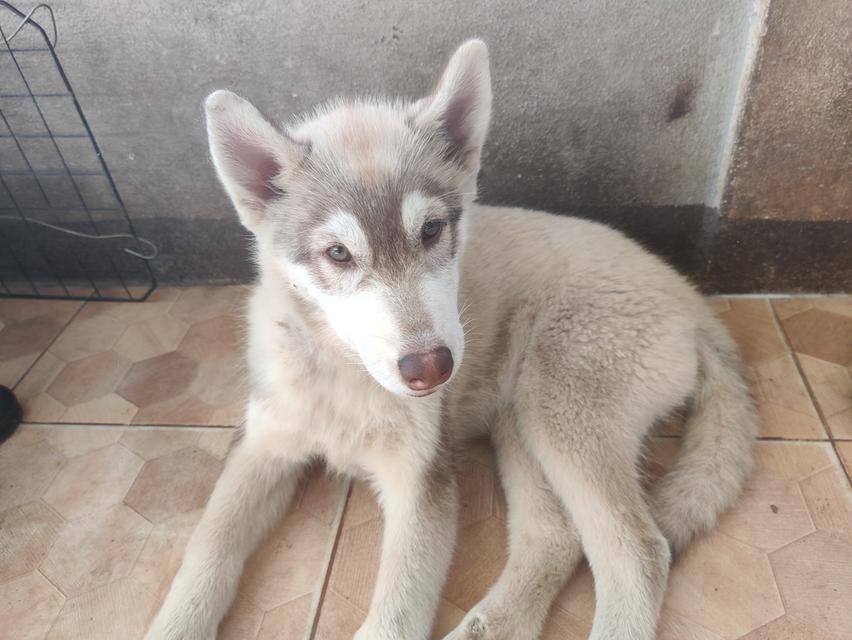 ไซบีเรียนฮัสกี้น่ารักๆ