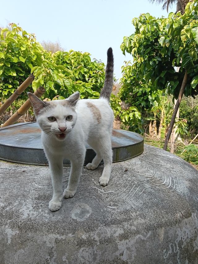 แมวชาย 3 สี ผู้ให้โชคลาภ รูปย่อยที่ 3