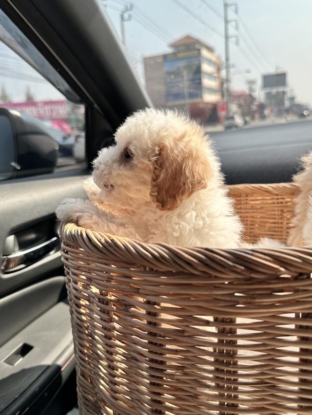 ลูกสุนัขพุดเดิ้ล เพศผู้ เขตกรุงเทพ-นนทบุรี รูปที่ 2