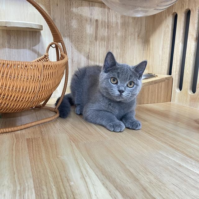 แมวมันช์กิ้นขายาวเพศชาย