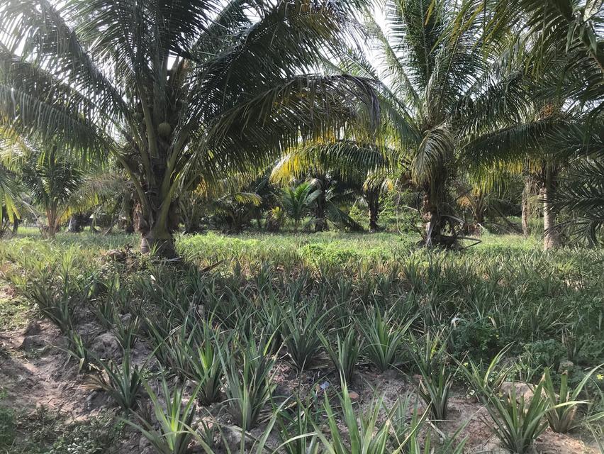 ที่ดิน5ไร่ติดถนนน่าลงทุน เมืองประจวบ 6