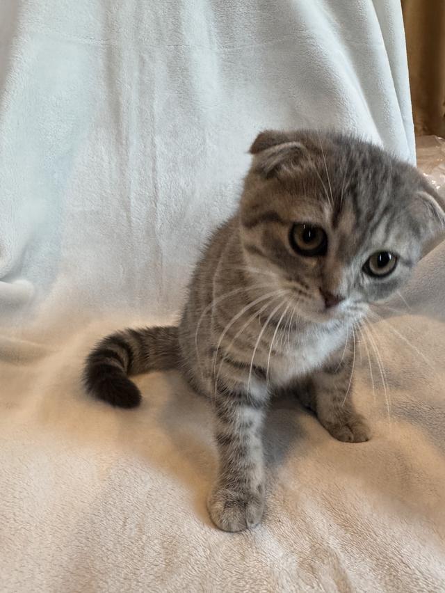 ลูกแมว สก็อตติสโฟล์ด ผู้ รูปที่ 4