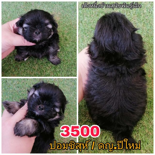 ปอมชิสุห์ พร้อมย้าย