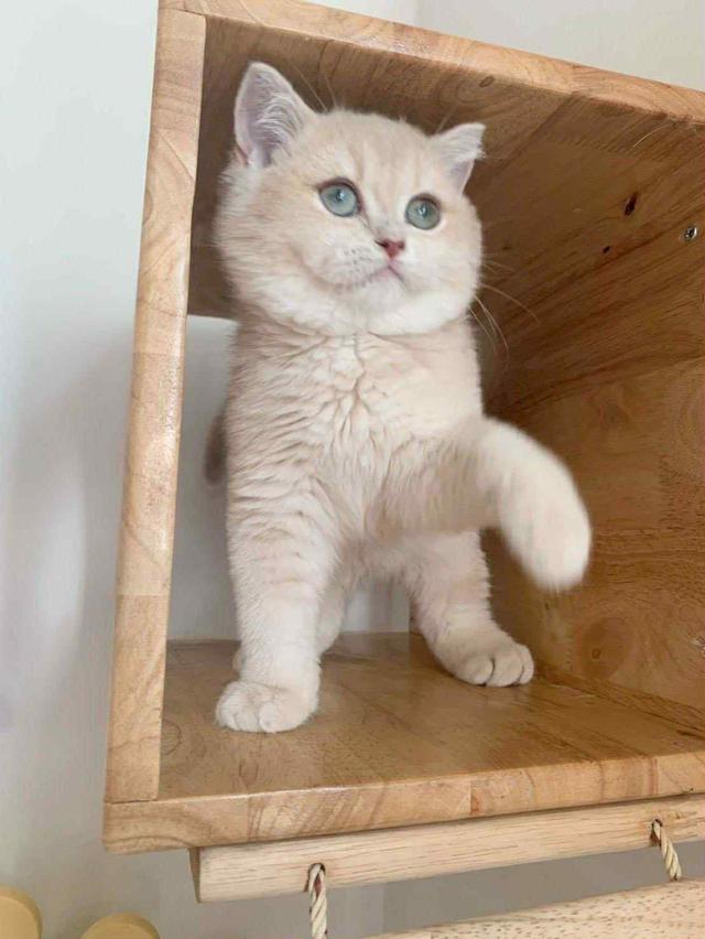 แมว บริติชช็อคแฮร์เด็กผู้ชาย 5เดือน 8