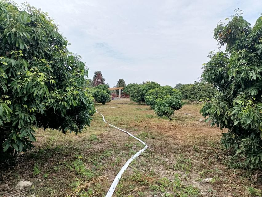 ที่ดินสวนลำไย 2.5ไร่ ราคา 350000 บาท 4