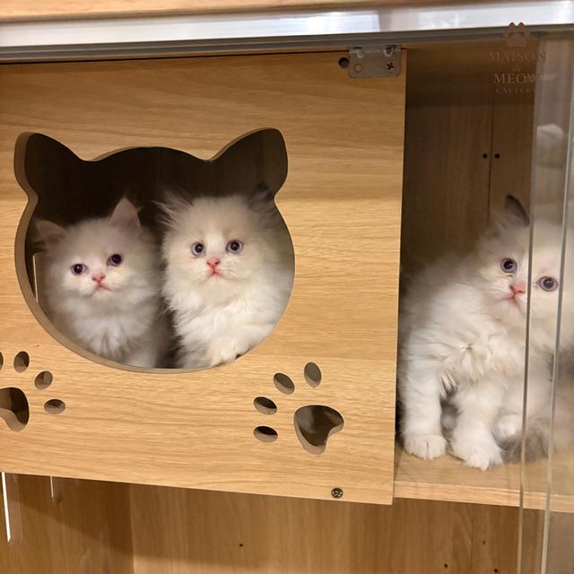 เปอร์เซีย ดญสีเหมือนแรคดอลล์ รูปที่ 7