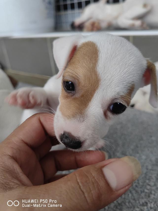 ขายลูกสุนัขแจ็ครัสเซล 3