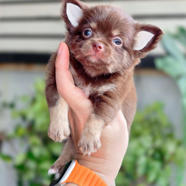 ชิวาวาขนยาวChihuahuaแท้สีช็อค รูปที่ 3