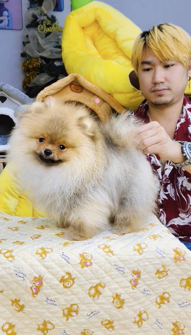 ปอมเมอเรเนียนแท้ เพศเมีย อายุ 4 เดือน ขนแน่น ขาใหญ่ สายเลือดแชมป์ 5 ประเทศ
