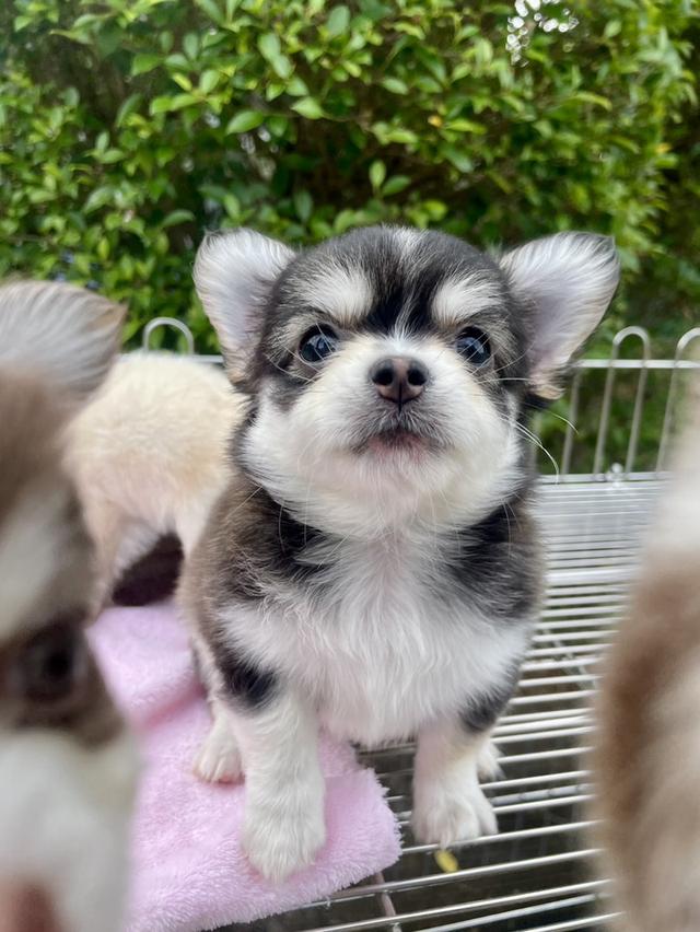 ลูกสุนัขชิวาว่า 3