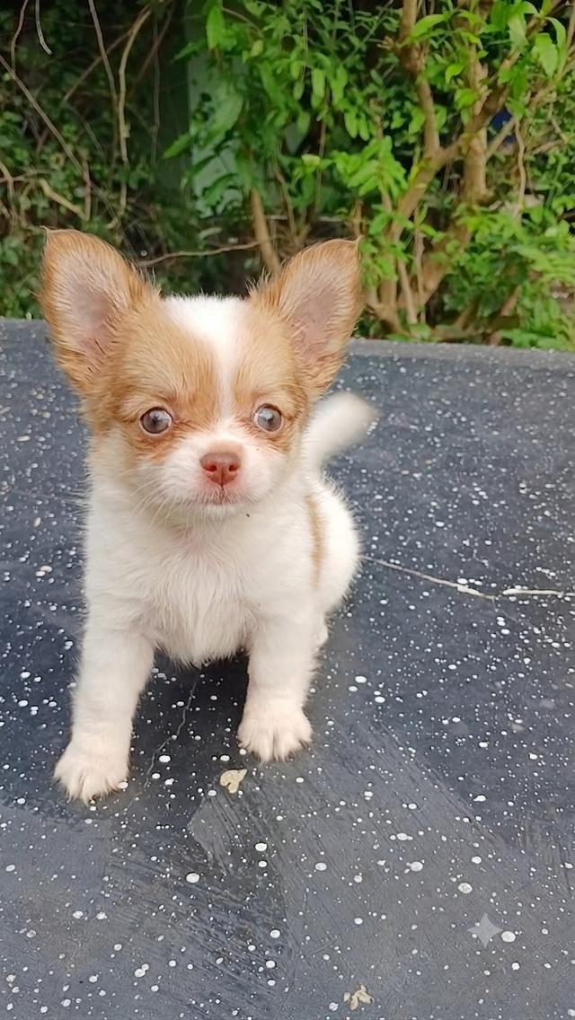 ชิวาวาไซค์เล็กขนยาว น่ารัก รูปที่ 3