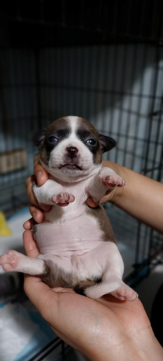 ชิวาว่าเเท้ขนสั้น ญ.