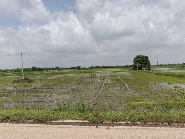 ขายที่ดิน ที่นา พิษณุโลก อำเภอวังทอง 19 ไร่ สวยมาก วิวนาสวย อากาศดี เงียบสงบ โทร 063-2825635 2