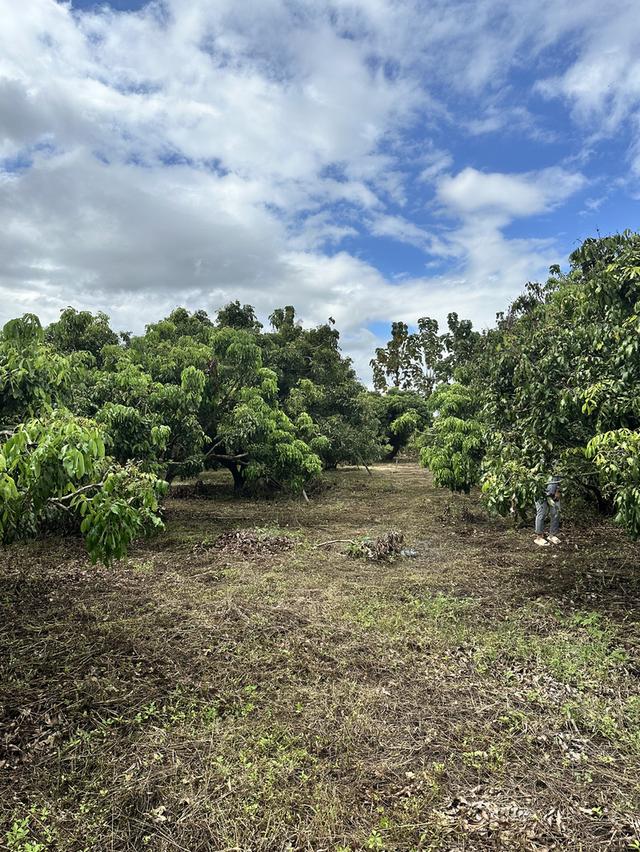 ที่ดิน 7