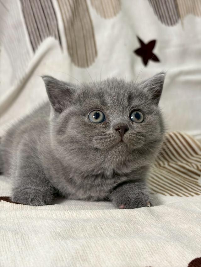 British shorthair WCF