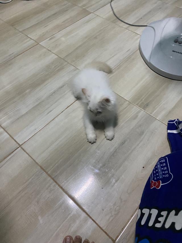หาบ้านให้น้องตัวสุดท้ายของคอก 7