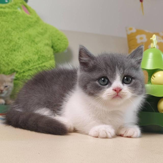 แมวมันช์กิ้น Munchkin short leg Oscat cattery chiangmai