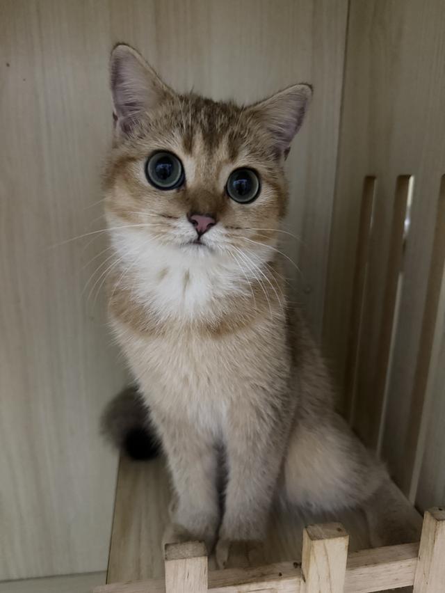แมวบริติช 5