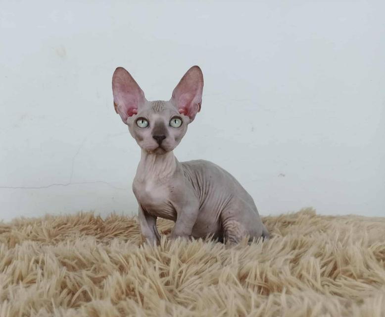 37.แมวแบมบิโน่/เพศผู้ Bambino Cat/Male 5