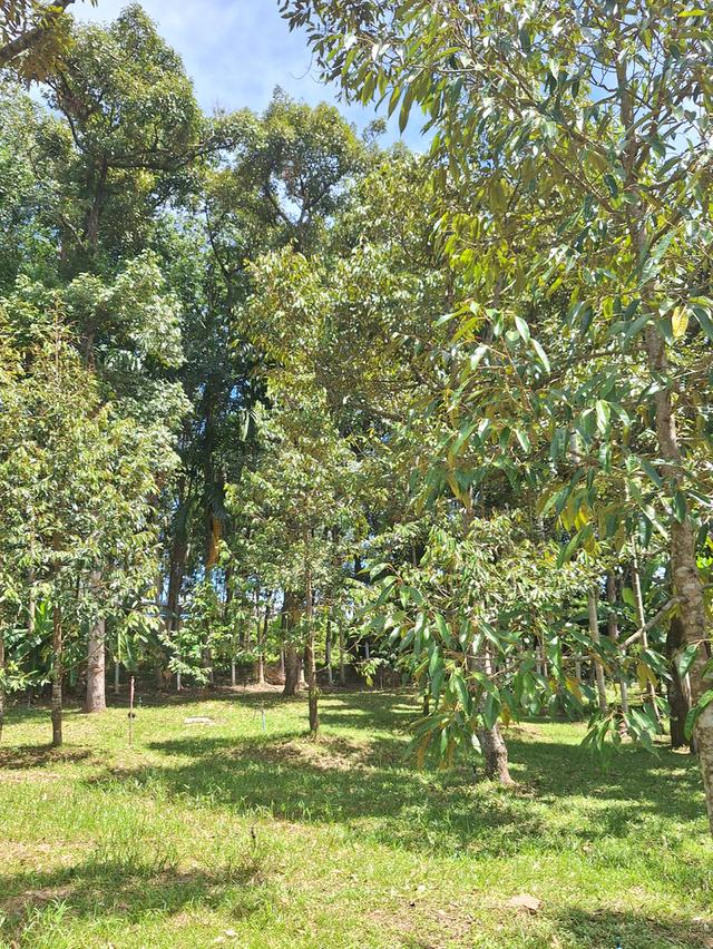 สวนทุเรียนแปลงเล็กระยอง 6