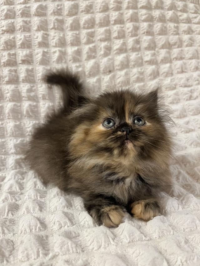 แมวเปอร์เซีย 🙂❌🍊✋😁vg 9