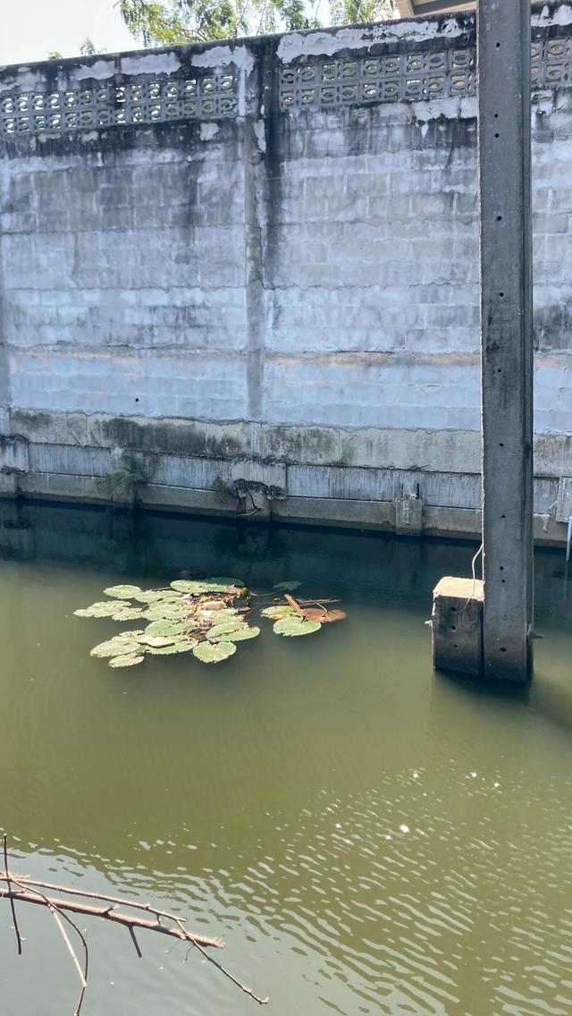 บ้านพร้อมที่ดิน  142 ตรว รินน้ำ 15