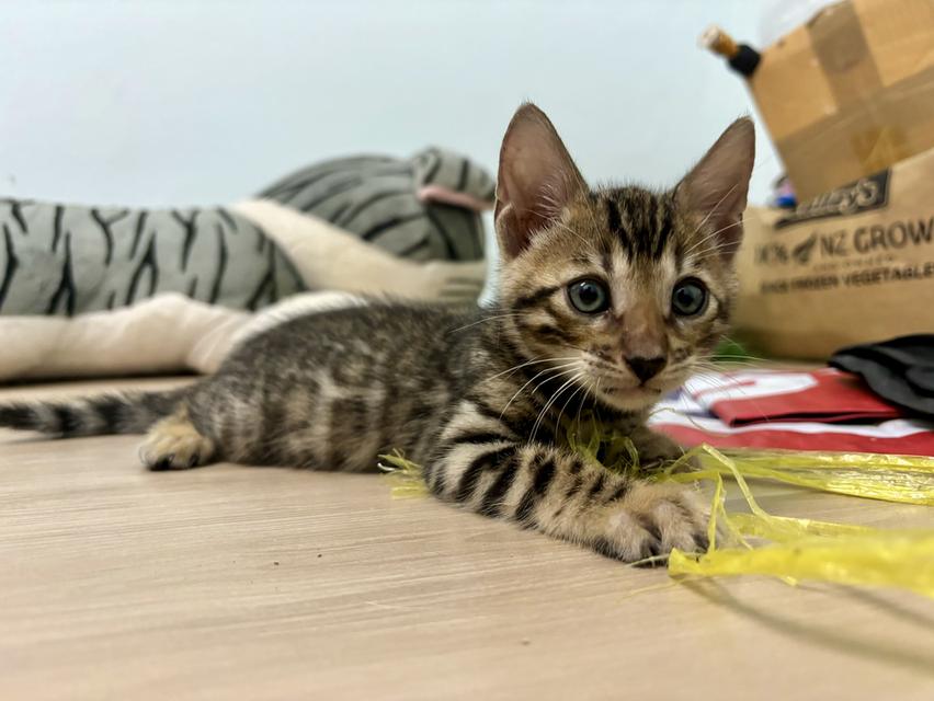 แมวเบงกอล 4