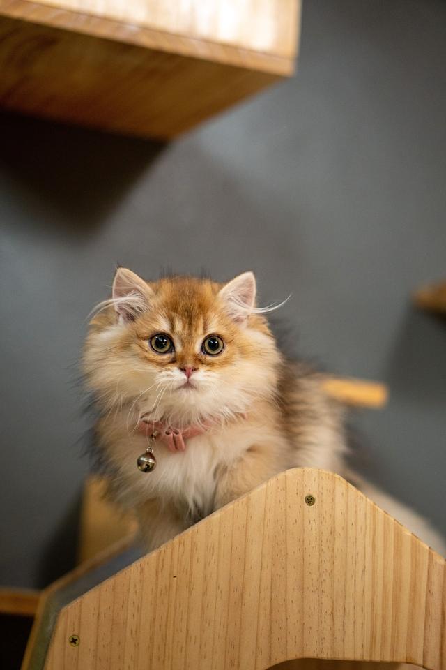เด็กหญิงบริติช ลองแฮร์ (British Longhair) 11