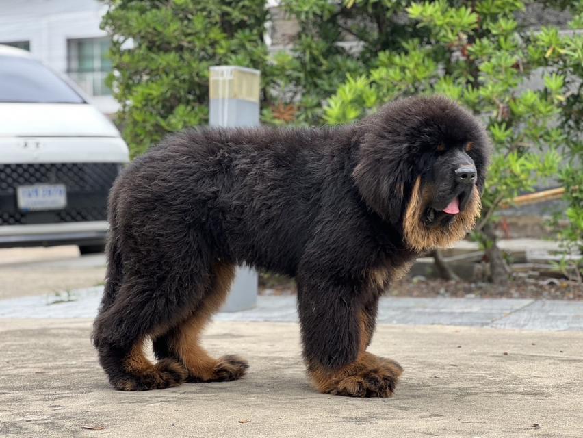 ทิเบตันมาร์ฟทิฟ นำเข้าจากประเทศจีน