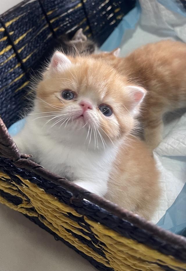 แมวexotic shorthair  4