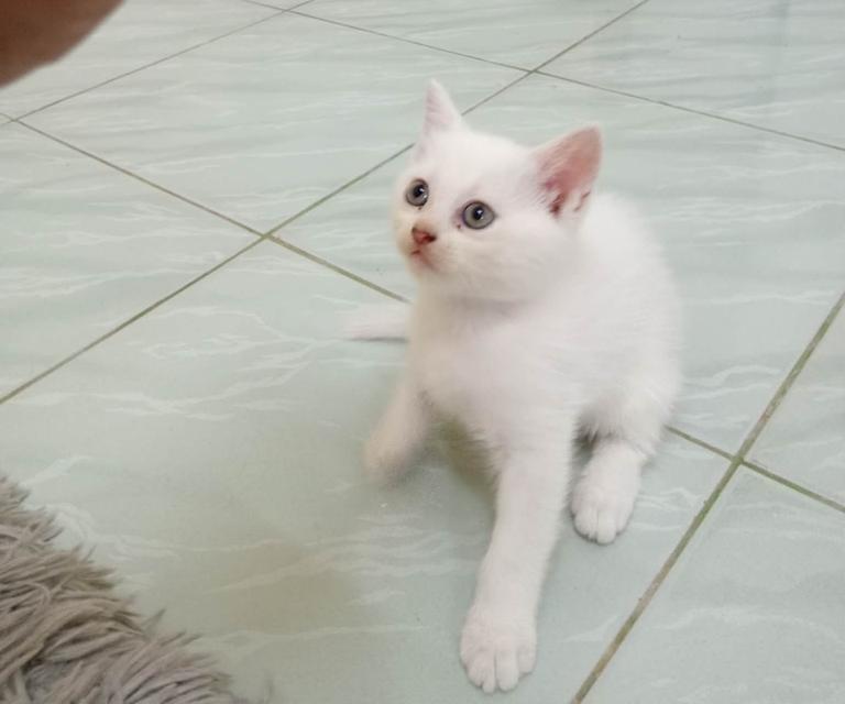 แมวพันธ์สก็อตติสผสมเปอร์เซีย
