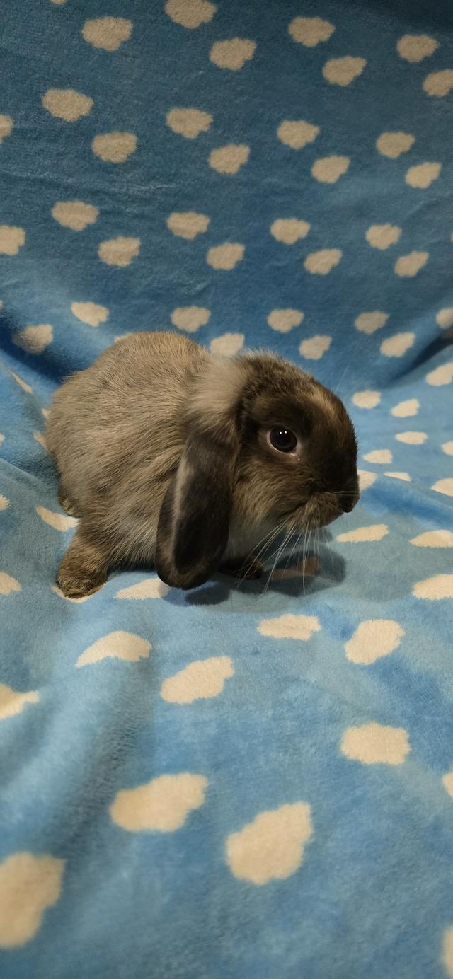 กระต่ายฮอลแลนด์ลอป Holland Lop  2