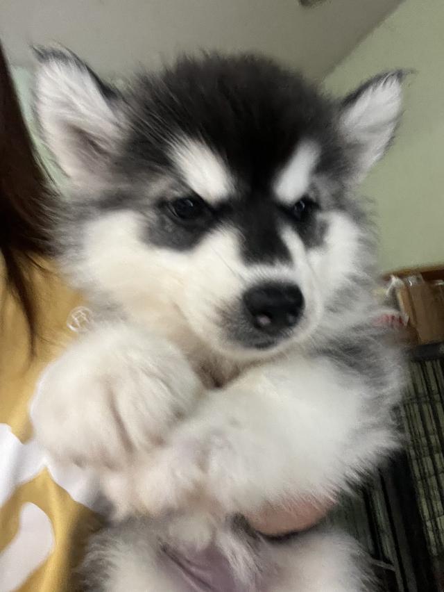 สุนัขอลาสกัน+ไซบีเรียน 2 เดือน 4000 ปทุมธานี รูปย่อยที่ 3