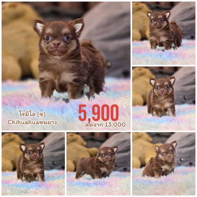 ชิวาวาแท้ขนยาว พร้อมย้ายบ้าน 5