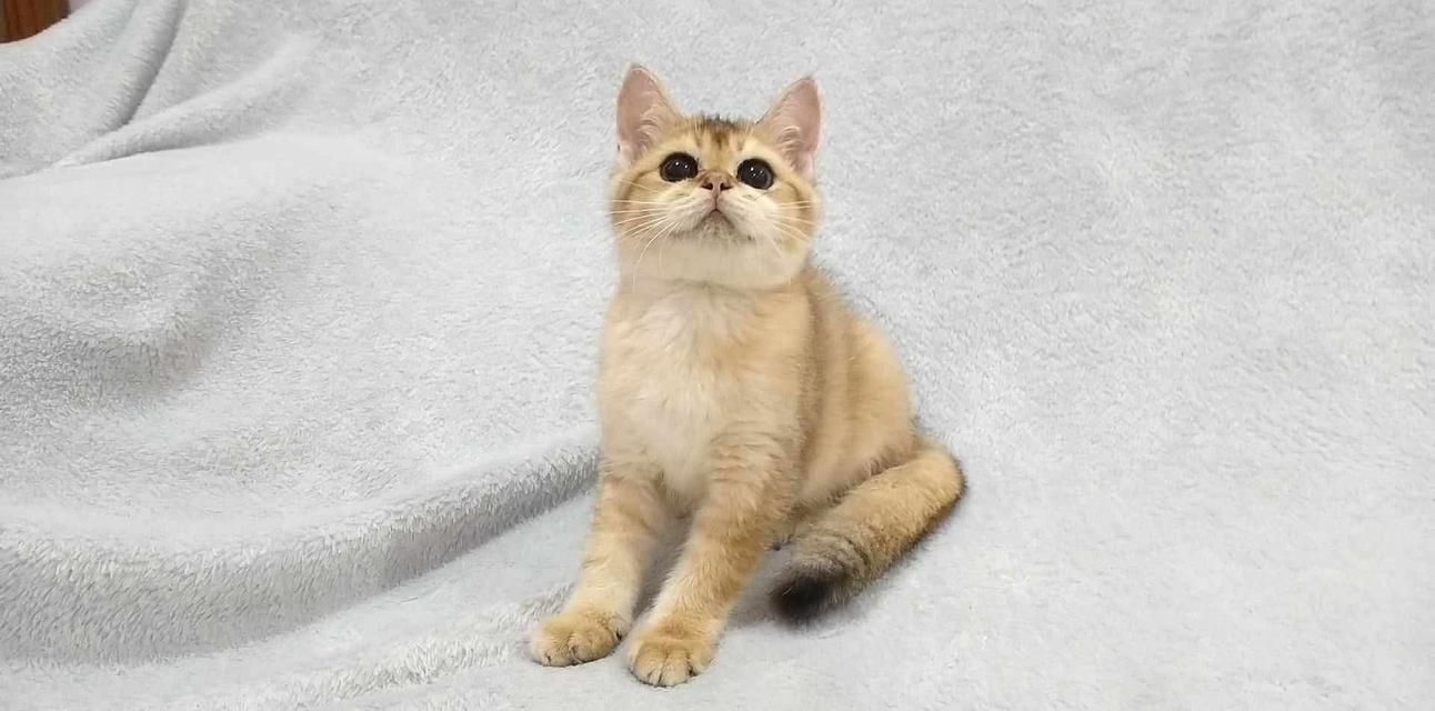 British Shorthair 7