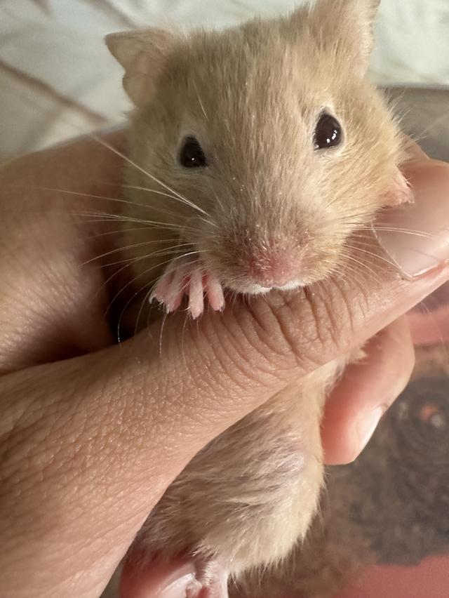 หนูแฮมเตอราาาาาาาาาาาาาา 4