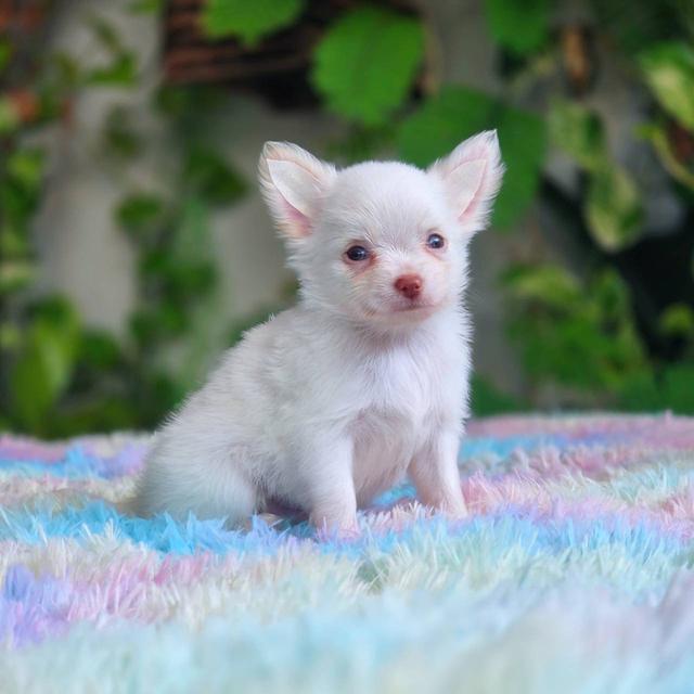 ชิวาวาผสมปอม เพศผู้ สีขาว พิกัดรามอินทรา