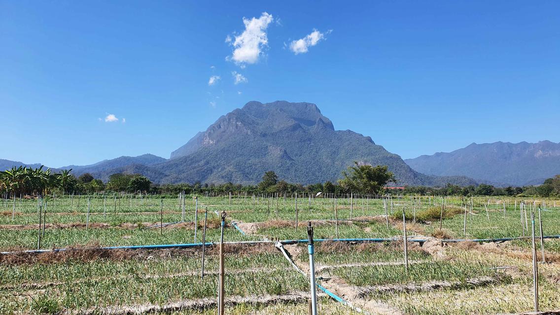 ขายด่วน💥 ที่ดิน #อำเภอเชียงดาว #เชียงใหม่ ⛰