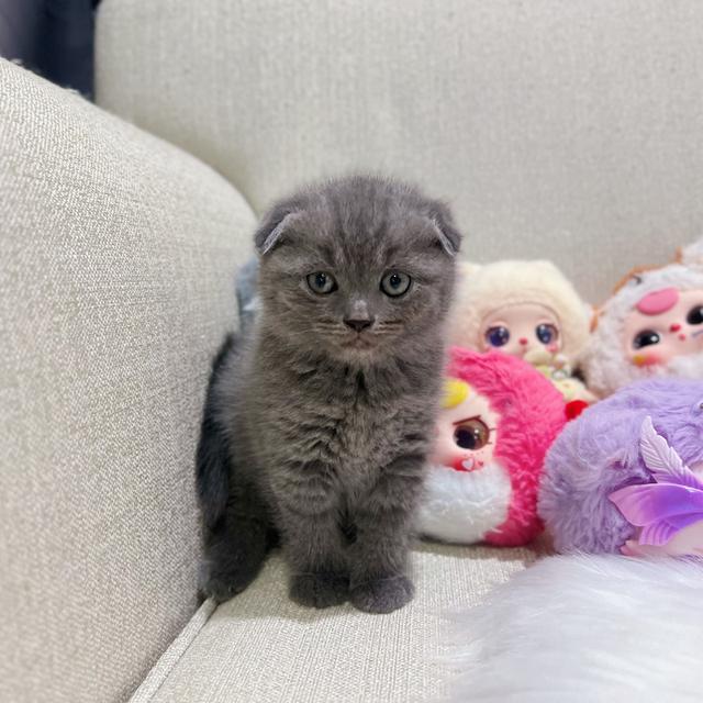 สก๊อตติช 4
