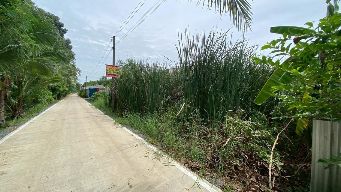 Vายถูกที่ดินคลองสี่ 200 ตารางวา ติดถนนคอนกรีต ซอย คลองสี่ตะวันออก 66 อ.คลองหลวง จ.ปทุมธานี 3