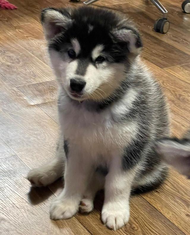 Alaskan Malamute Puppies Available