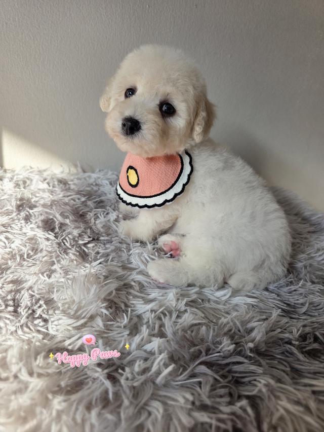 น้องหมาพุดเดิ้ล poodle