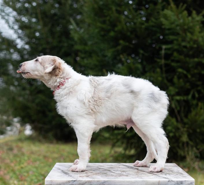 สุนัข Borzoi ราคาเบาๆ 3