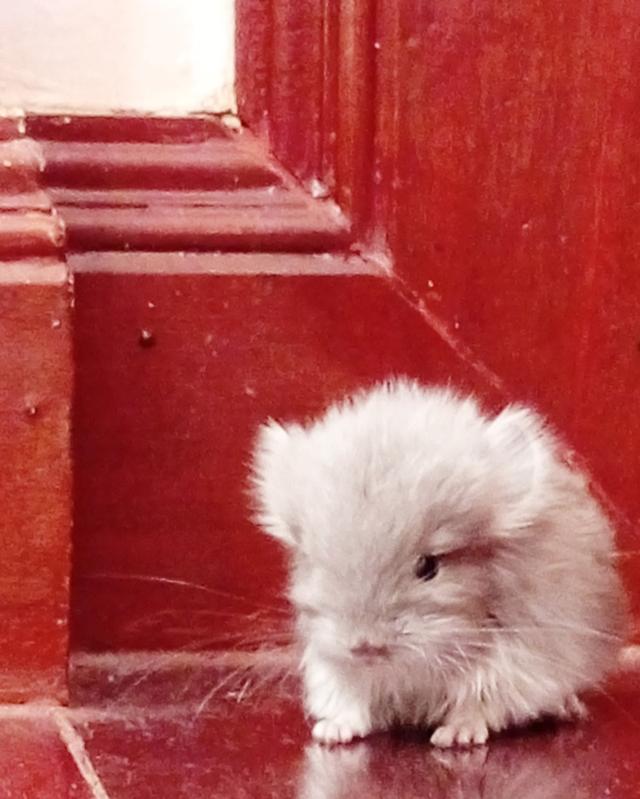 สัตว์เลี้ยงchaichila