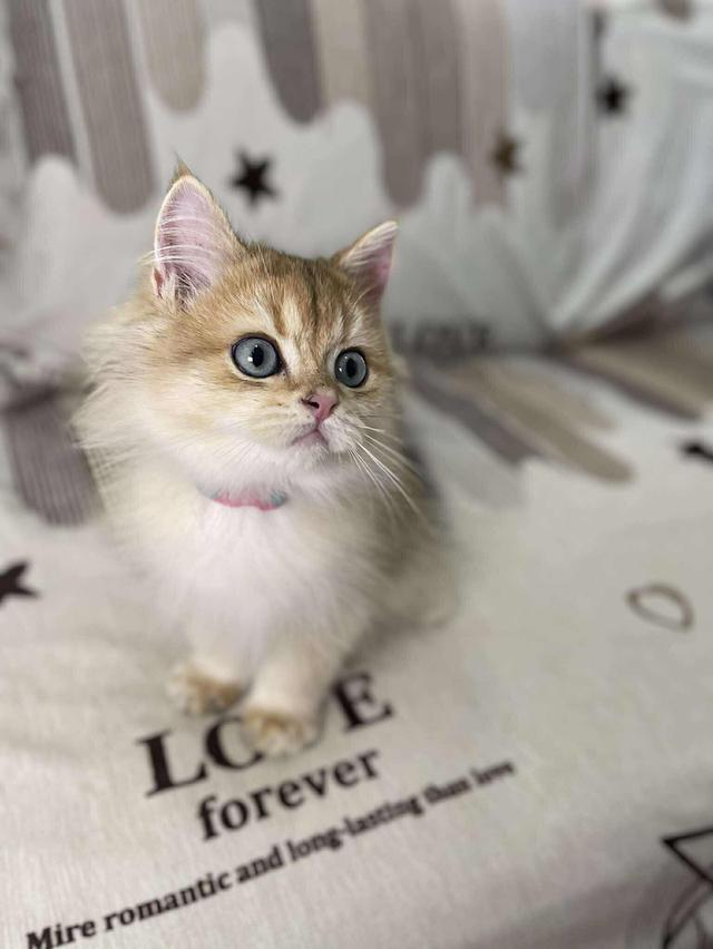 British Longhair WCF